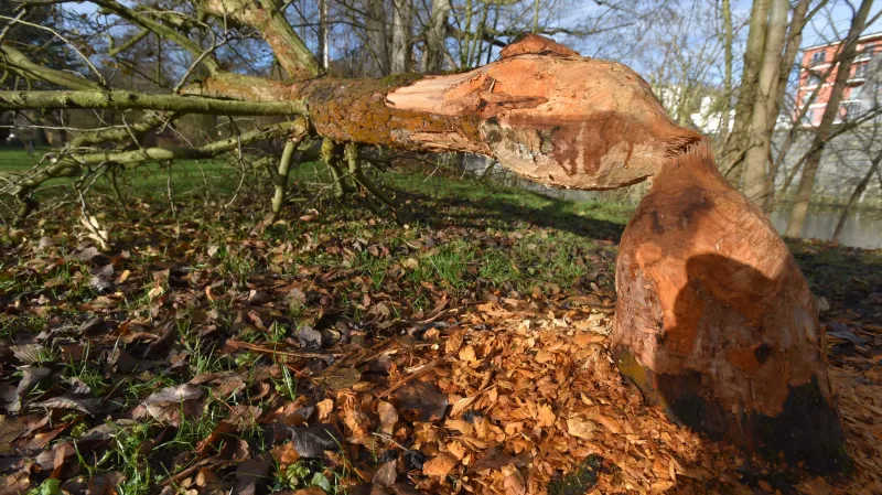 Přehlodaný strom v centru Chebu