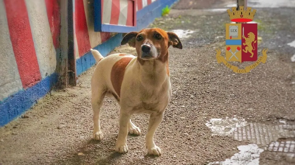 Italský policejní pes Pocho