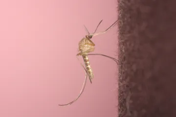 Virus dengue mění chování komárů. Ti nakažení mnohem víc bodají