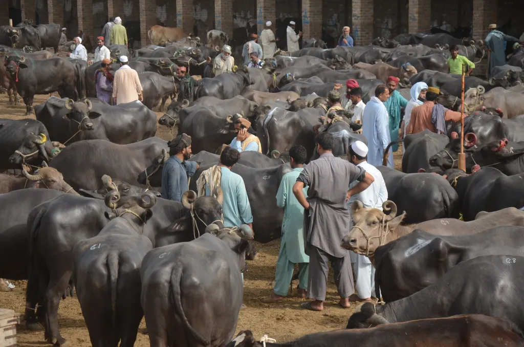 Největší trh s dobytkem v pákistánském Péšávaru se připravuje na náboženský Svátek oběti