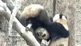 Mláďata pandy