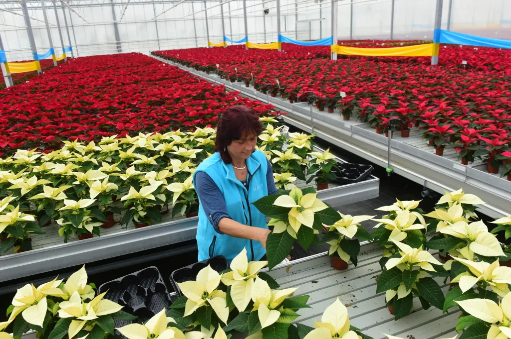 Pryšce nádherné (Euphorbia pulcherrima), známé jako vánoční hvězda, kvetou v nových sklenících zahradního centra Florcenter v Olomouci