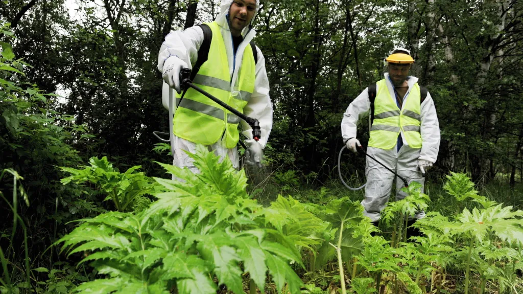 Likvidace bolševníku v Karlovarském kraji