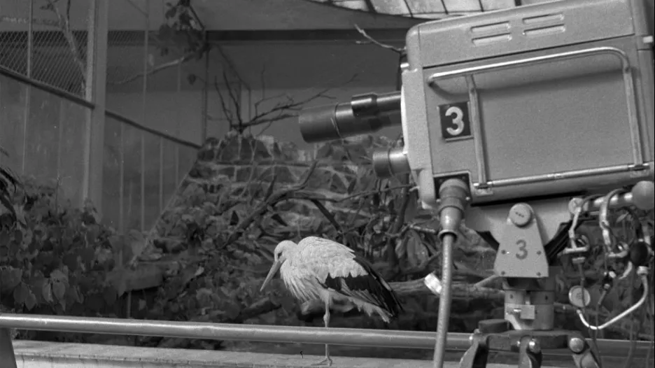Přenos ze ZOO z roku 1960