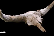 Neandertálci sbírali zvířecí artefakty. Vystavovali si je v jeskyních, ukázal výzkum