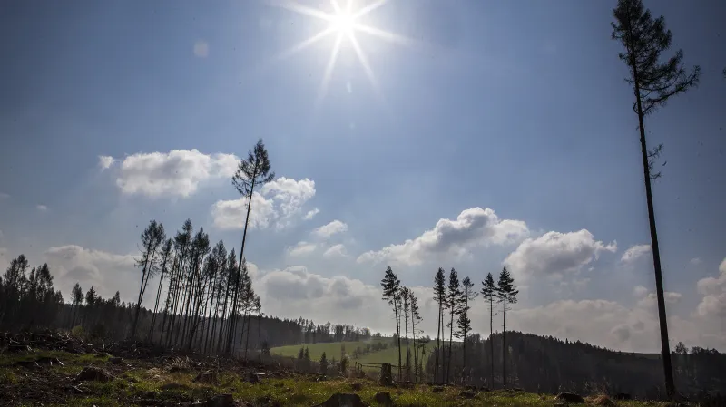 Kůrovcová kalamita na Moravě