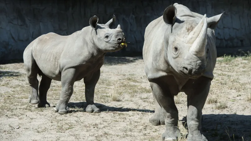 Nosorožci dvourozí