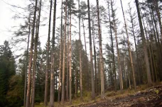 Na Českolipsku začal platit zákaz vstupu do lesů poškozených kůrovcem. Hrozí pád stromů 