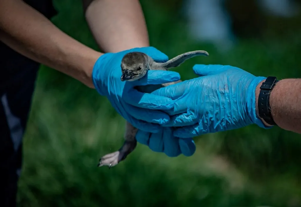Chovatelé v chesterské zoo ve Velké Británii drží mládě tučňáka Humboldtova. V zahradě pojmenovali vylíhnutá mláďata po nemocnicích jako poctu bojovníkům v první linii