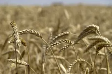 Středoevropští agrárníci chtějí obnovit clo na ukrajinské obilí. Nemohou prodat loňskou úrodu