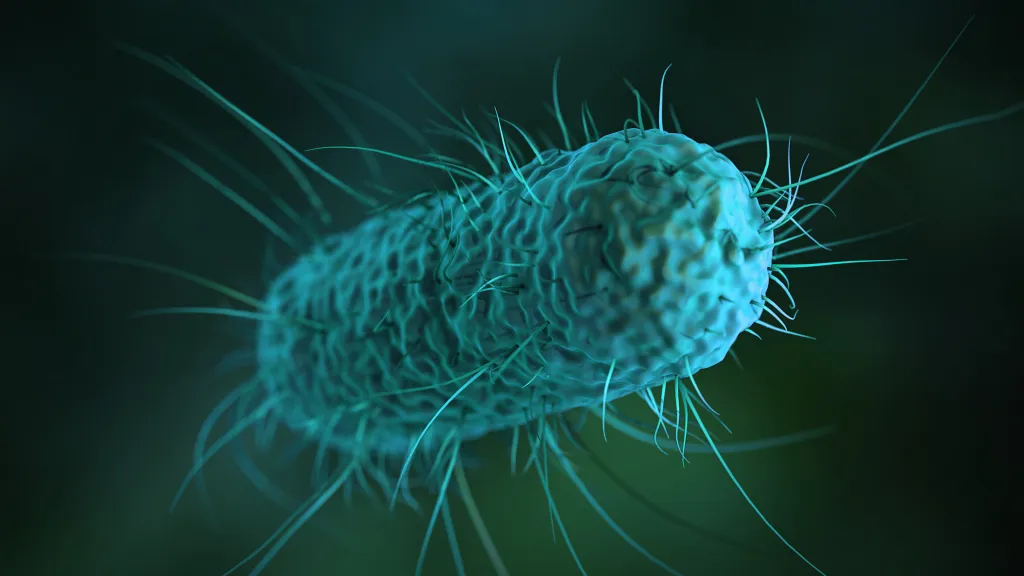 Vizualizace bakterie E. coli