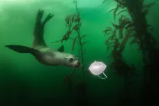 Proklaté jadeity, plasty v mořských tvorech a prasečí tragédie. Nominace World Press Photo 2021 v kategorii Životní prostředí